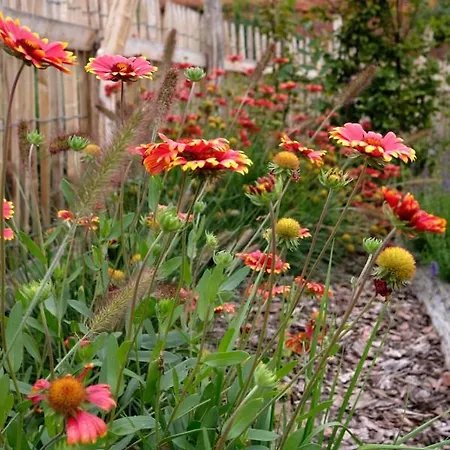 Lägenhet Mohnblume Pulzig